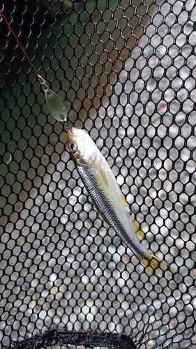 カワムツの釣果