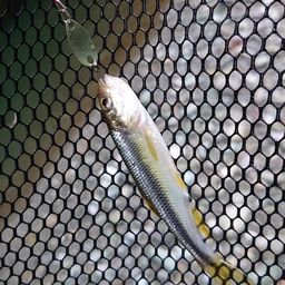 カワムツ