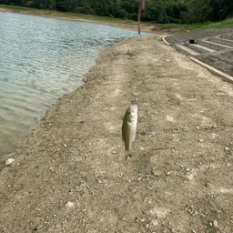 ブラックバス