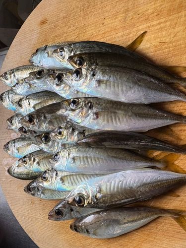 アジの釣果