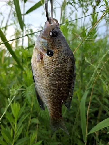 ブルーギルの釣果