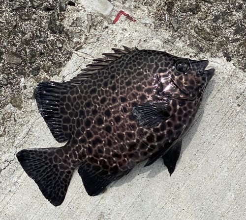 イシガキダイの釣果