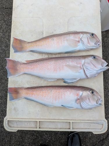 アマダイの釣果