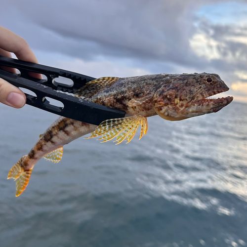 エソの釣果