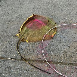 アカエイ