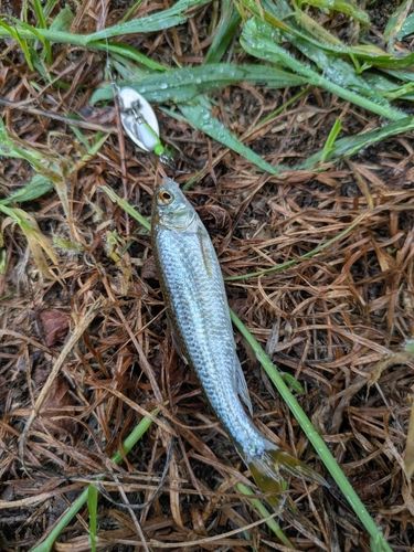 オイカワの釣果