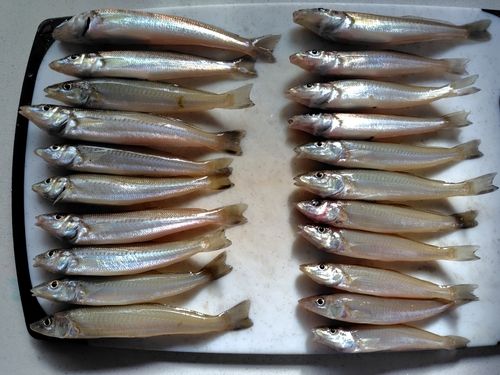 キスの釣果