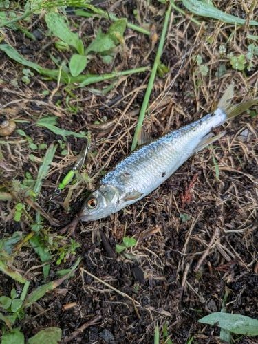 オイカワの釣果