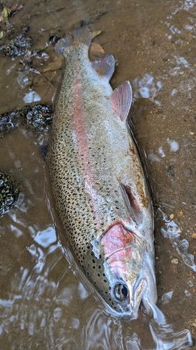 ニジマスの釣果