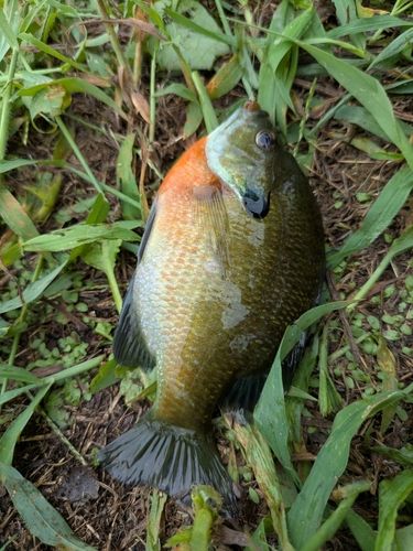 ブルーギルの釣果