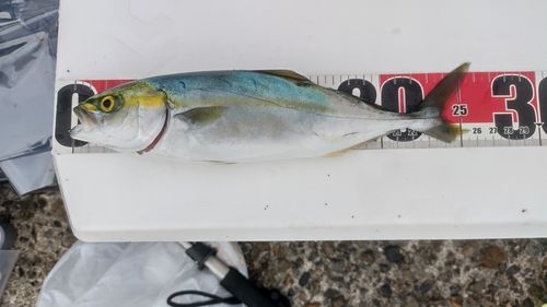 ワカシの釣果
