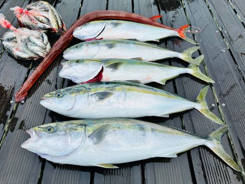 ワラサの釣果