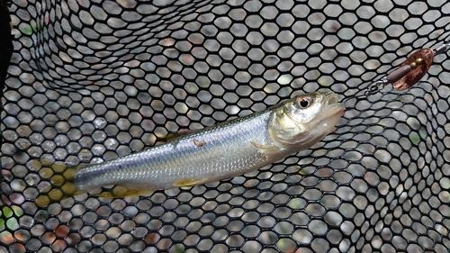 カワムツの釣果