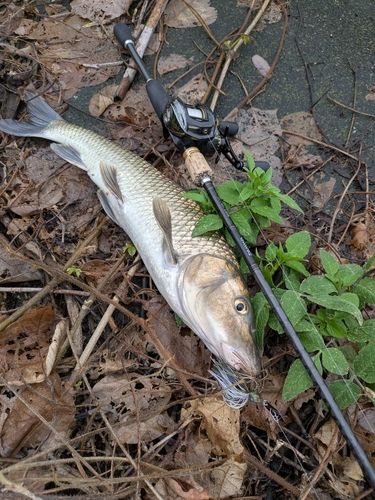 ニゴイの釣果