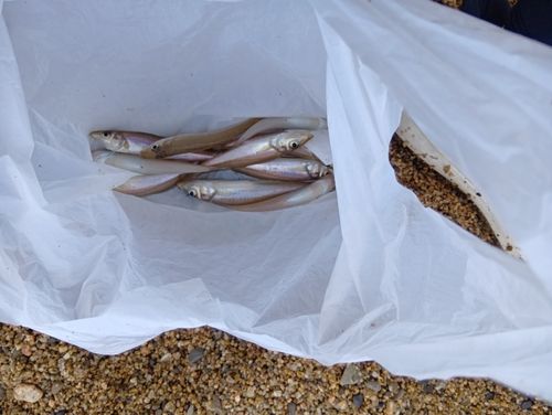 キスの釣果
