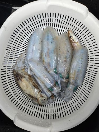 しまなみ海道