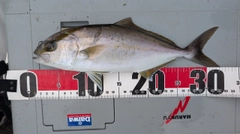 ショゴの釣果