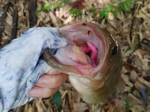 ブラックバスの釣果