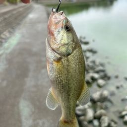 ラージマウスバス