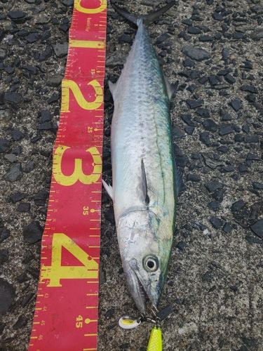 サゴシの釣果