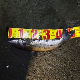 アメリカナマズ