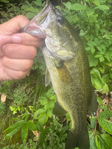 ラージマウスバスの釣果