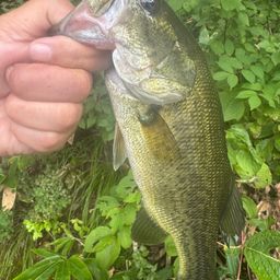 ラージマウスバス