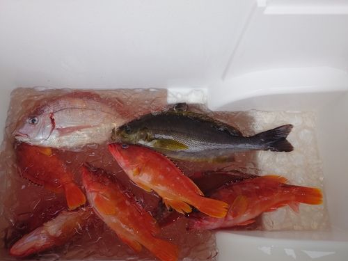 イサキの釣果