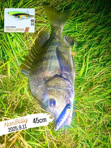 クロダイの釣果