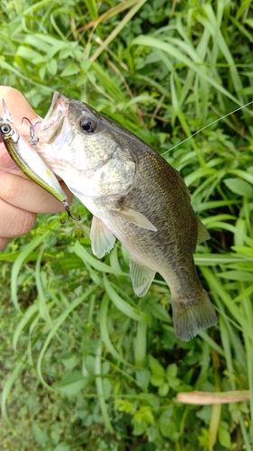 ブラックバスの釣果