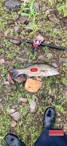 スモールマウスバスの釣果
