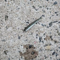 トウゴロウイワシ