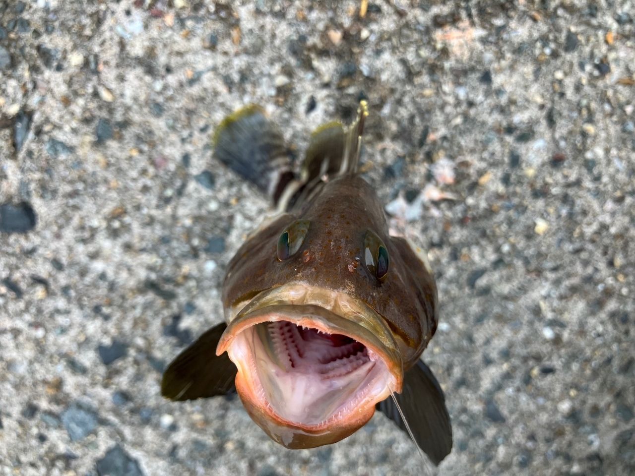 ハタ