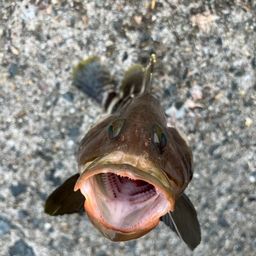 ハタ