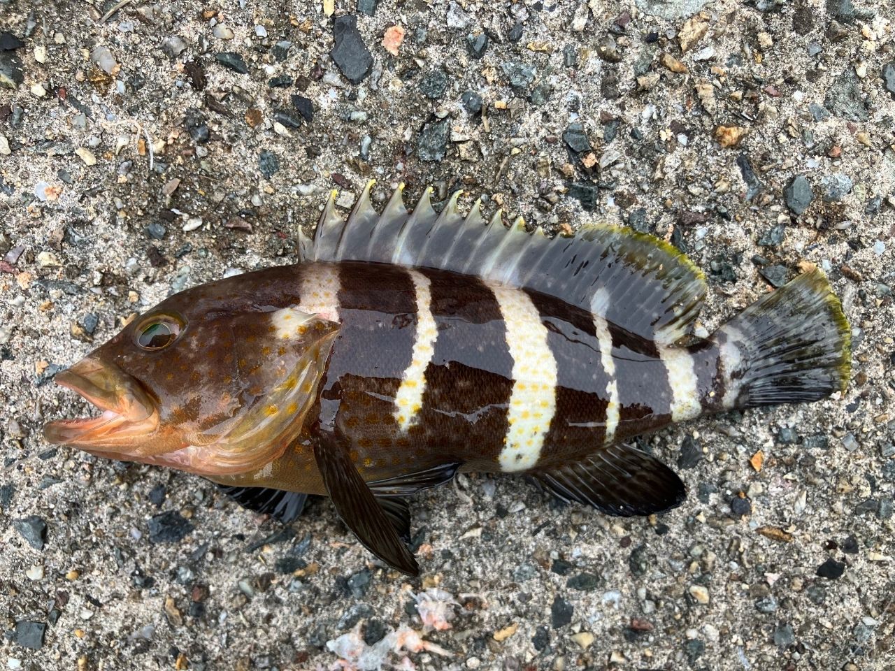 ハタ