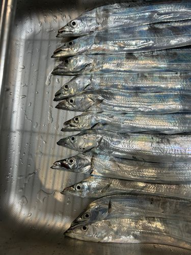 タチウオの釣果