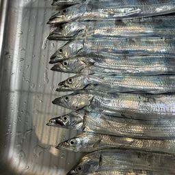 タチウオ