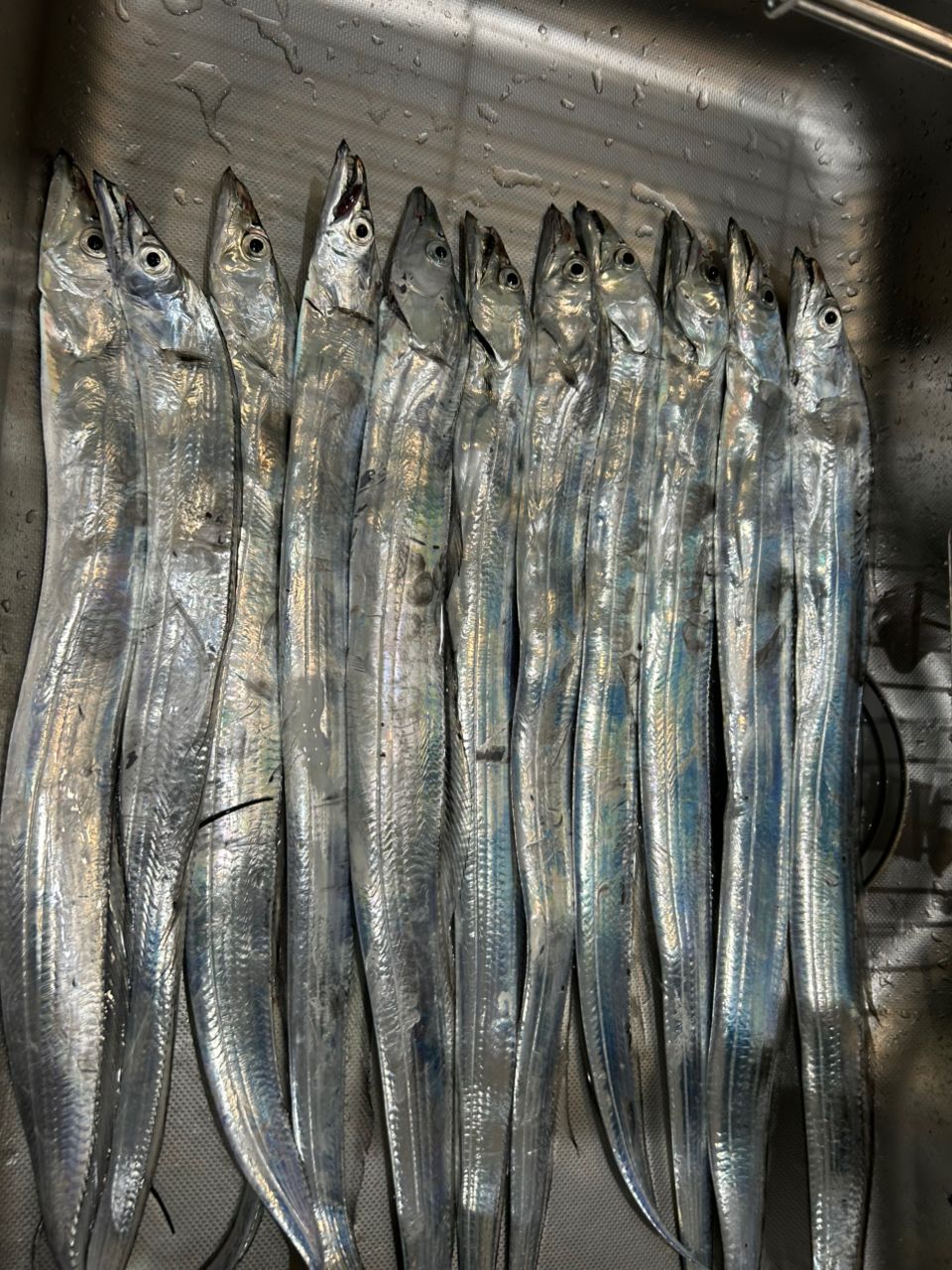 タチウオ