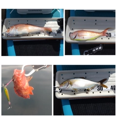 アマダイの釣果