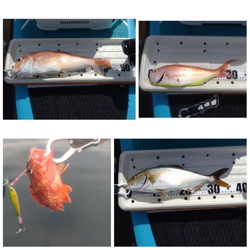 アマダイの釣果