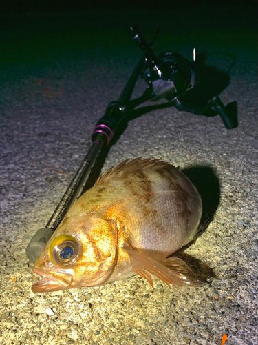 シロメバルの釣果