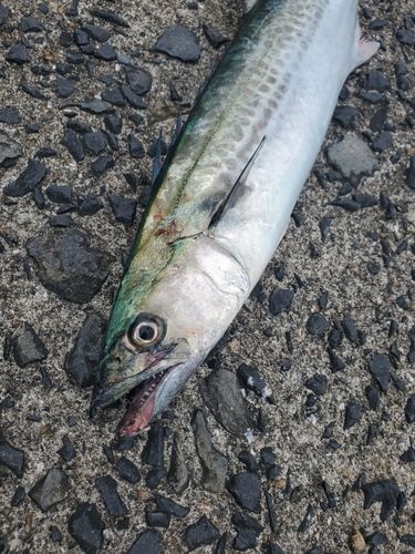 サゴシの釣果