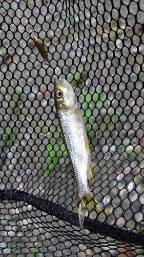 カワムツの釣果