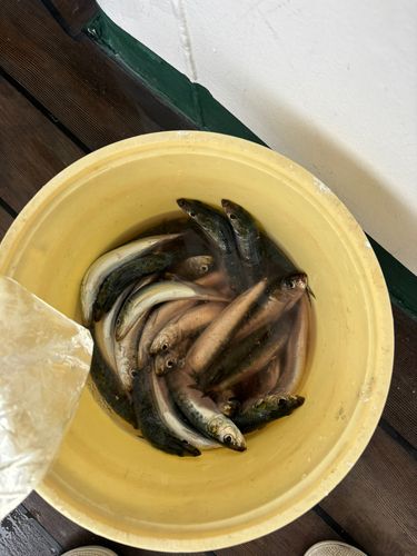 マイワシの釣果