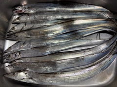 タチウオの釣果