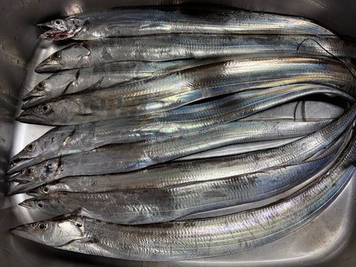 タチウオの釣果