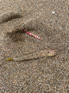 エソの釣果