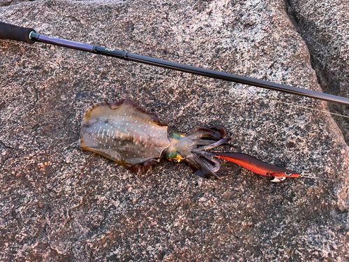 アオリイカの釣果