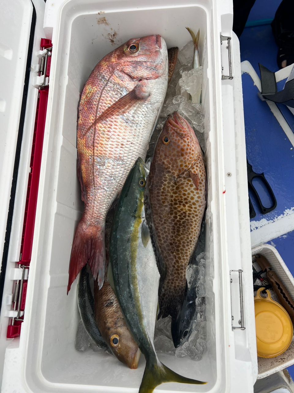 Taa maさんの釣果 3枚目の画像