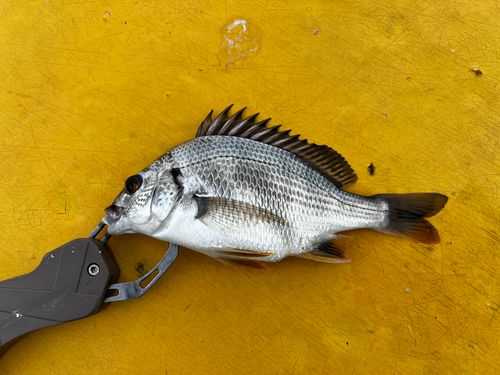 キビレの釣果